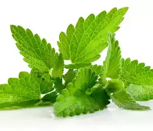 Pudina Pata (Mint Leaves)