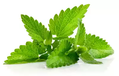 Pudina Pata (Mint Leaves)