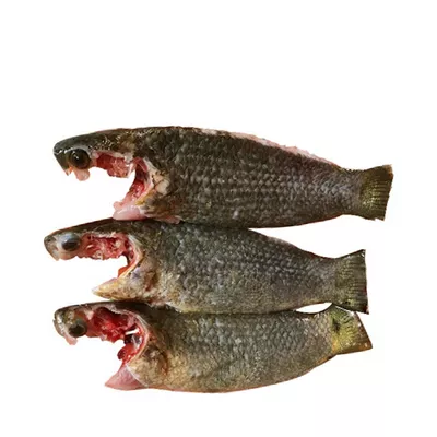 Koi Fish Processed