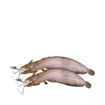 Shing Fish Processed