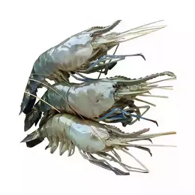 Golda Chingri (Shrimp) 16-20 pcs