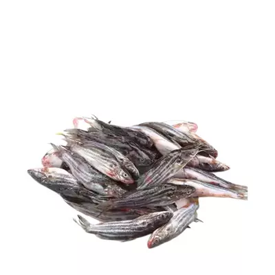 Tengra Fish Deshi