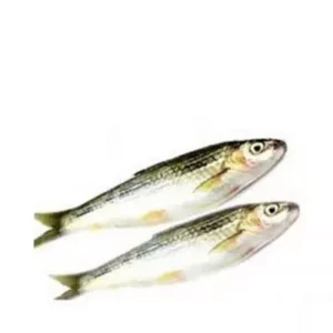 Tatkini Fish