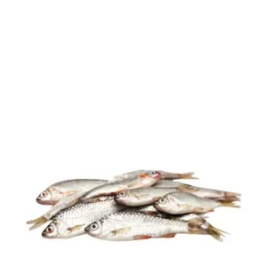 Puti Fish