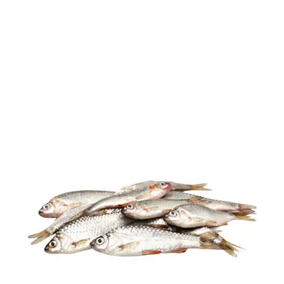 Puti Fish