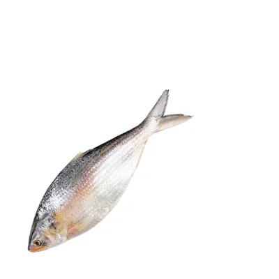 Whole Hilsha Fish (Asto Ilish)