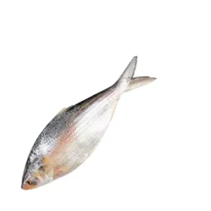 Whole Hilsha Fish (Asto Ilish)